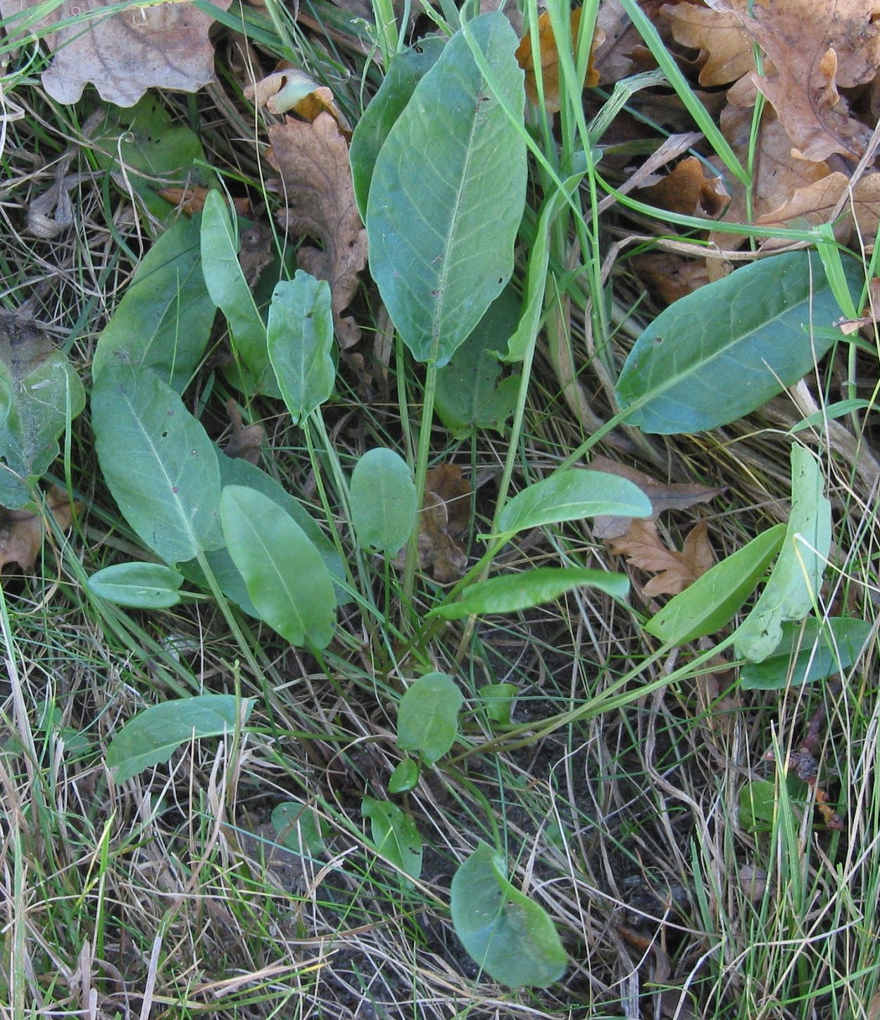 Аткулак растение