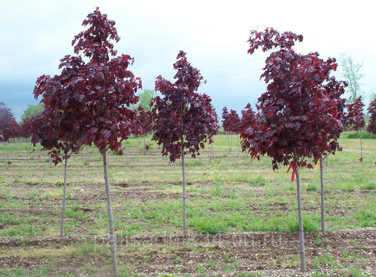 Acer rubrum (клен красный) 'Red Sunset'