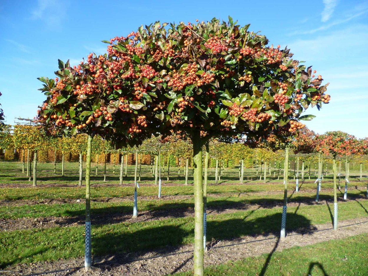 Клен Гиннала 3д