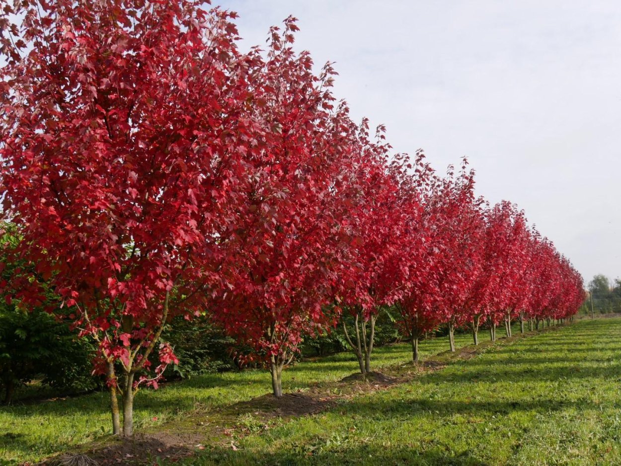 Клен пурпурный красный