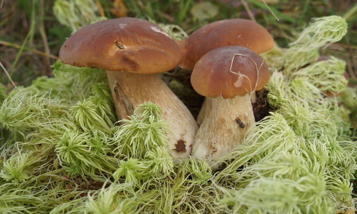 Осенние грибы