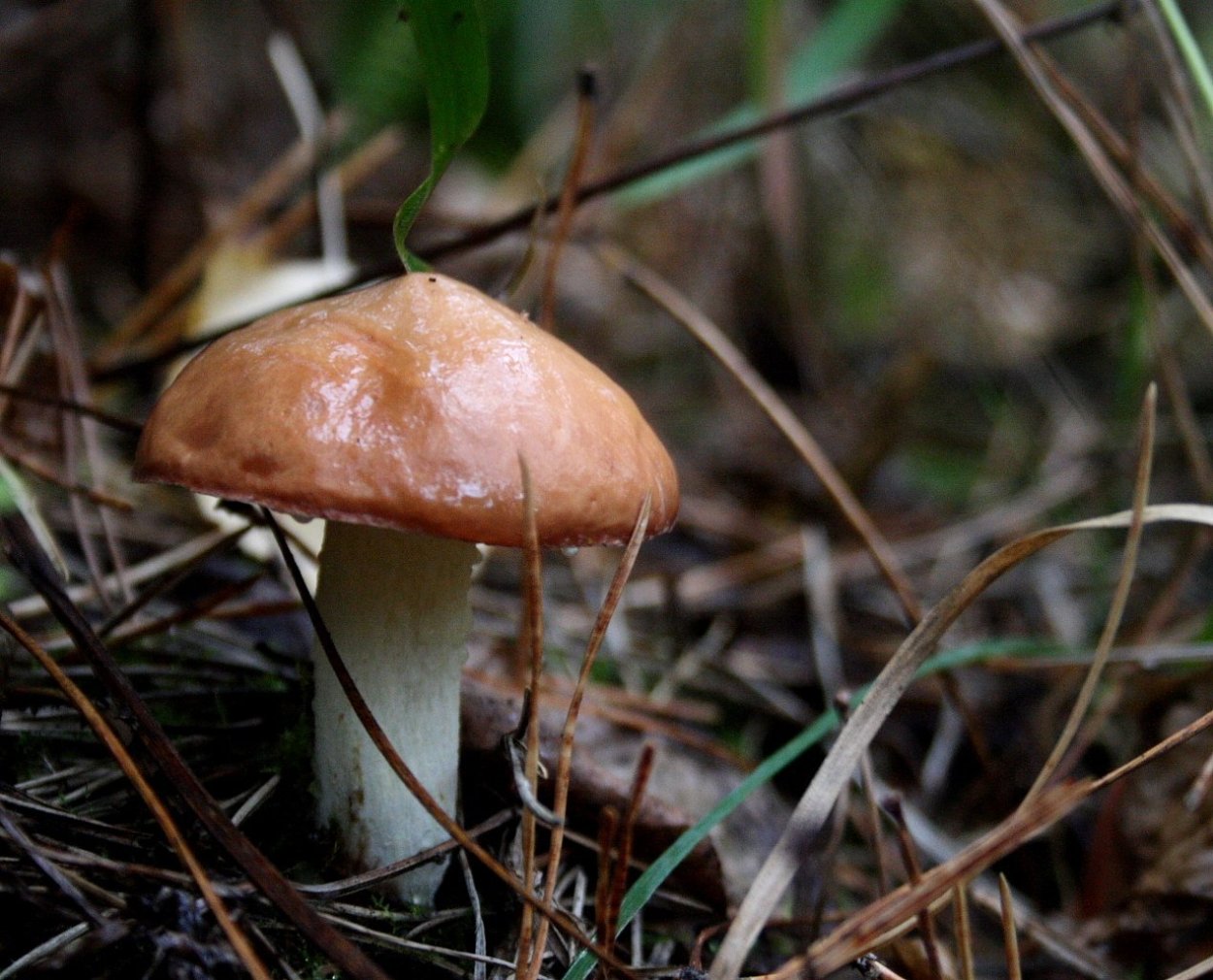 Маслёнок гриб фото