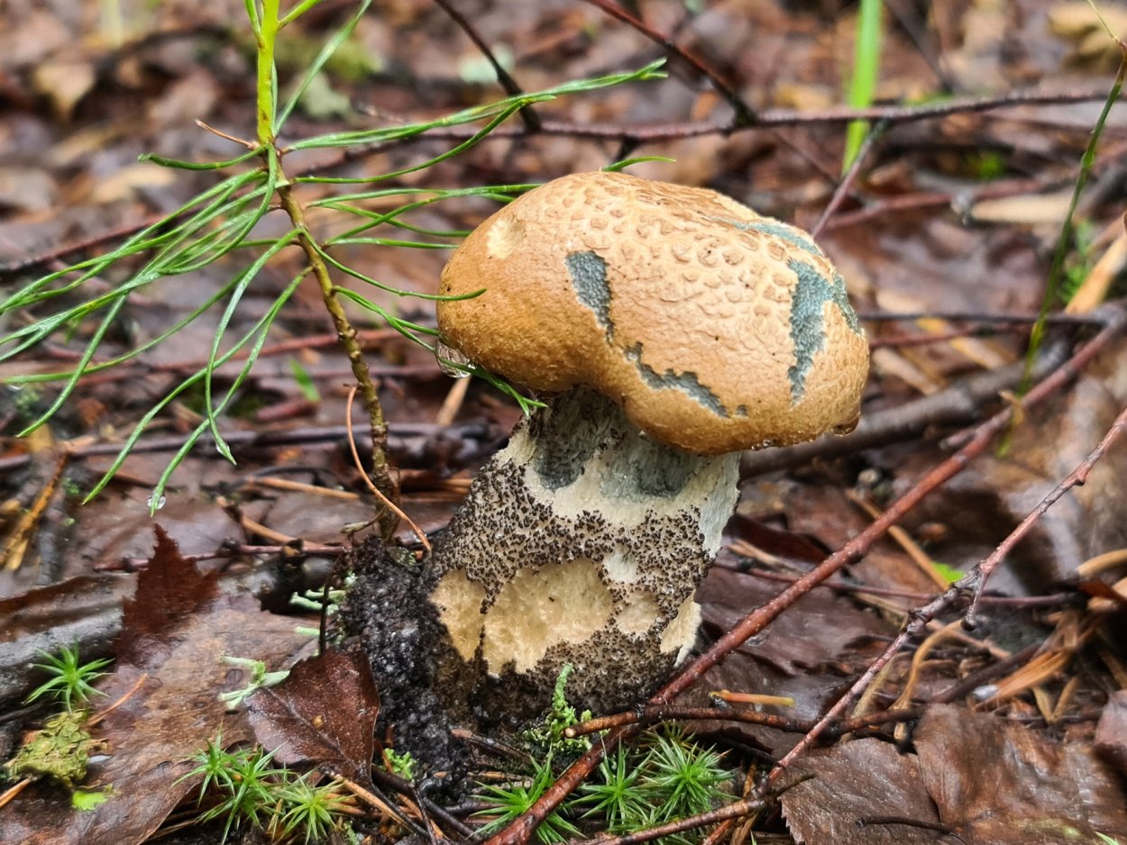 Осенний грибной лес