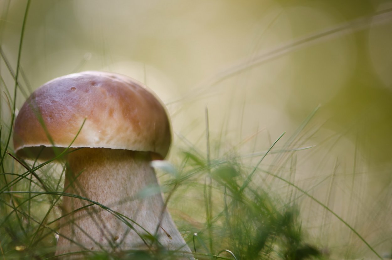 Грибы фон