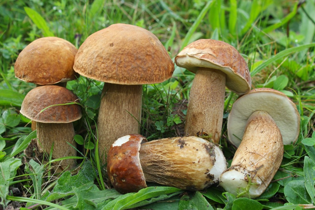 Масленок перечный (Chalciporus piperatus)