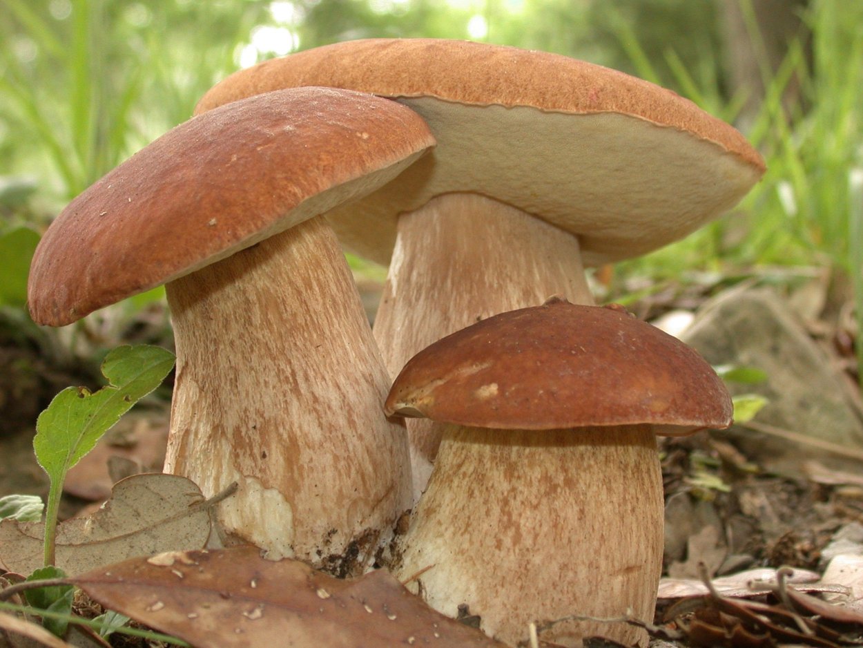 Boletus edulis – белый гриб