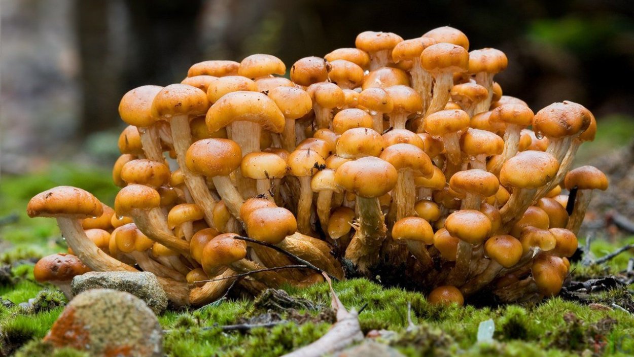 Cortinarius elegantior