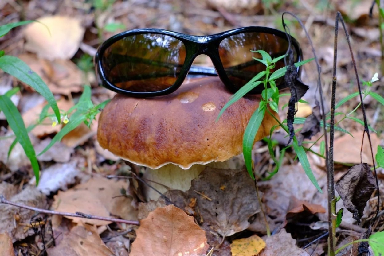 Боровик прекрасный