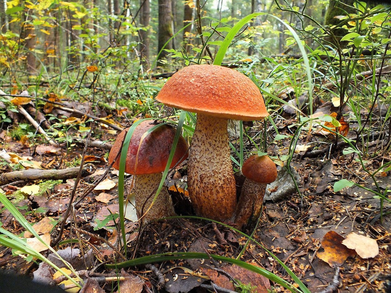 Пейзаж с грибами