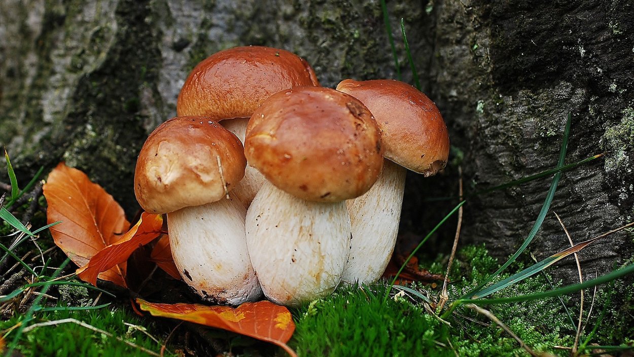 Болотный подосиновик