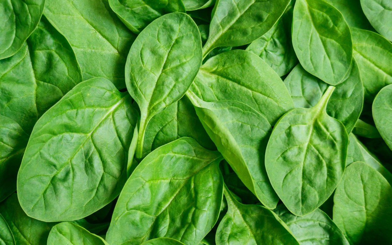 Листок шпината