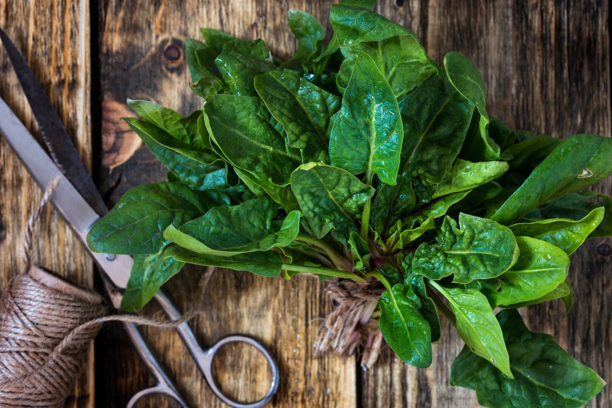 Шпинат зеленый