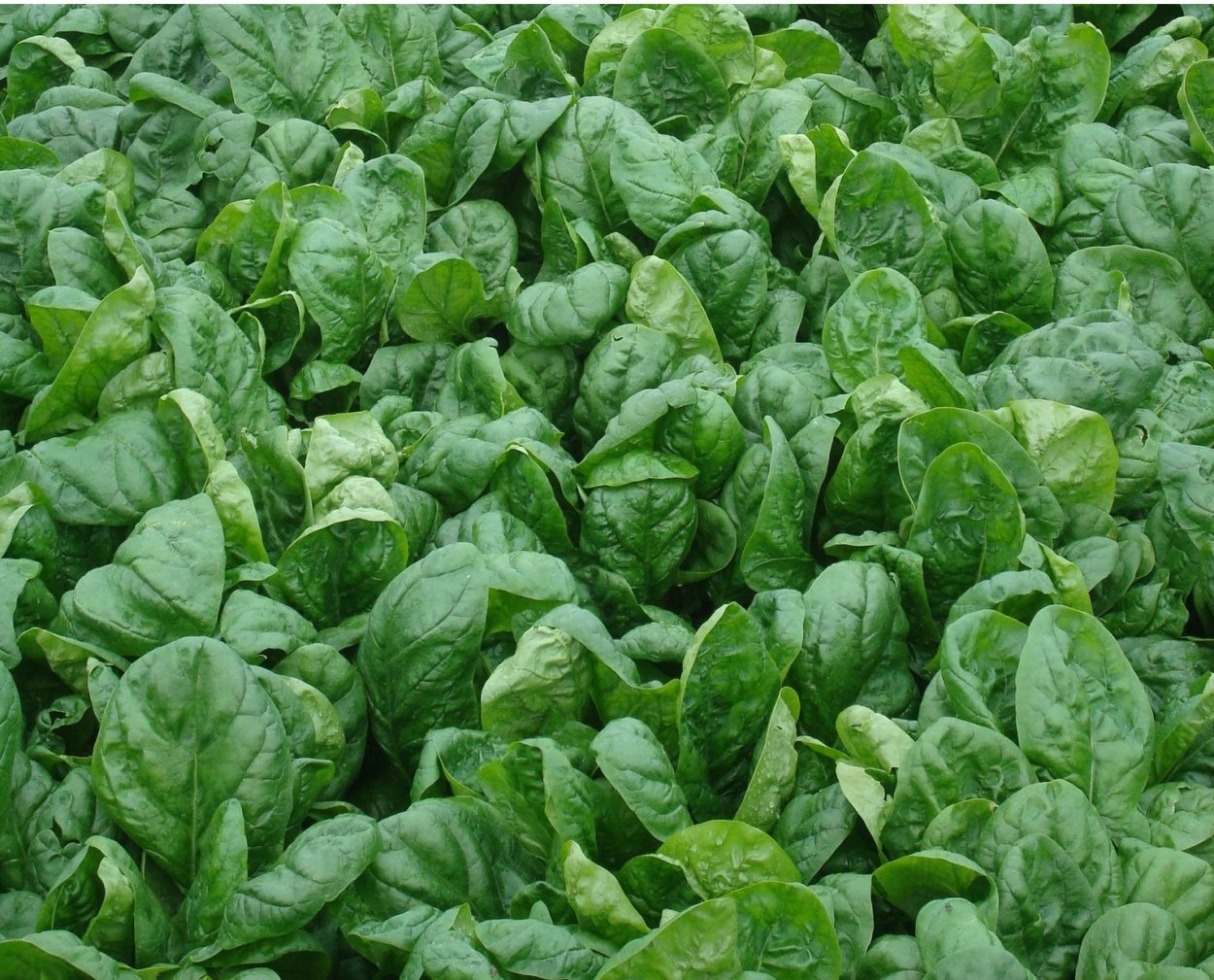 Розмарин эстрагон Любисток