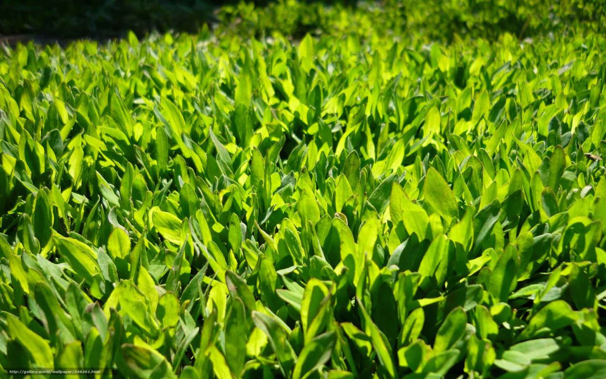 Хобак Намуль