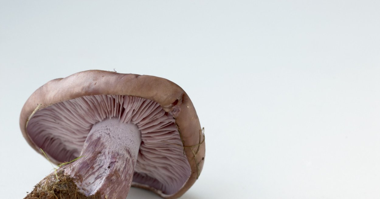 Рядовка синеножка соленая