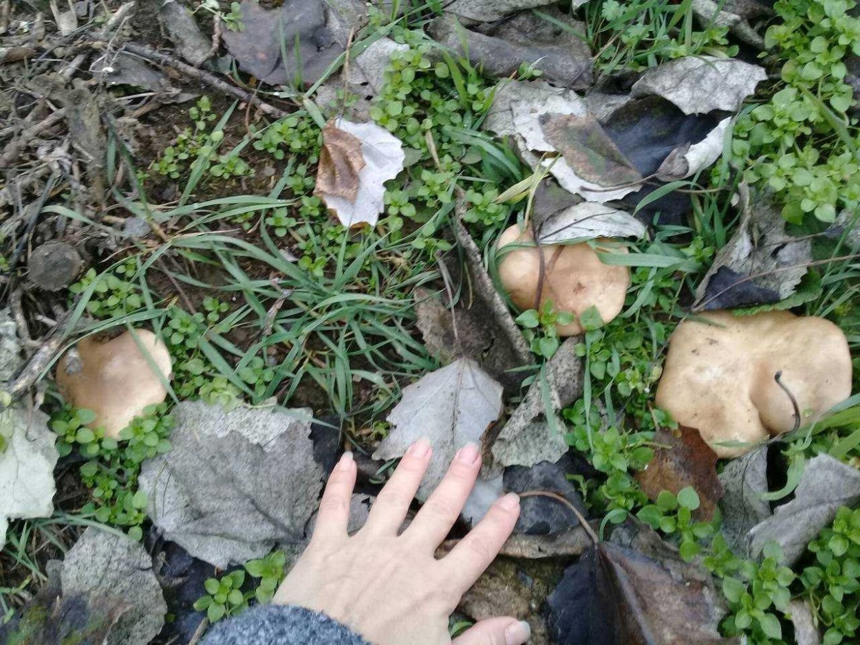 Гриб рядовка лиловоногая