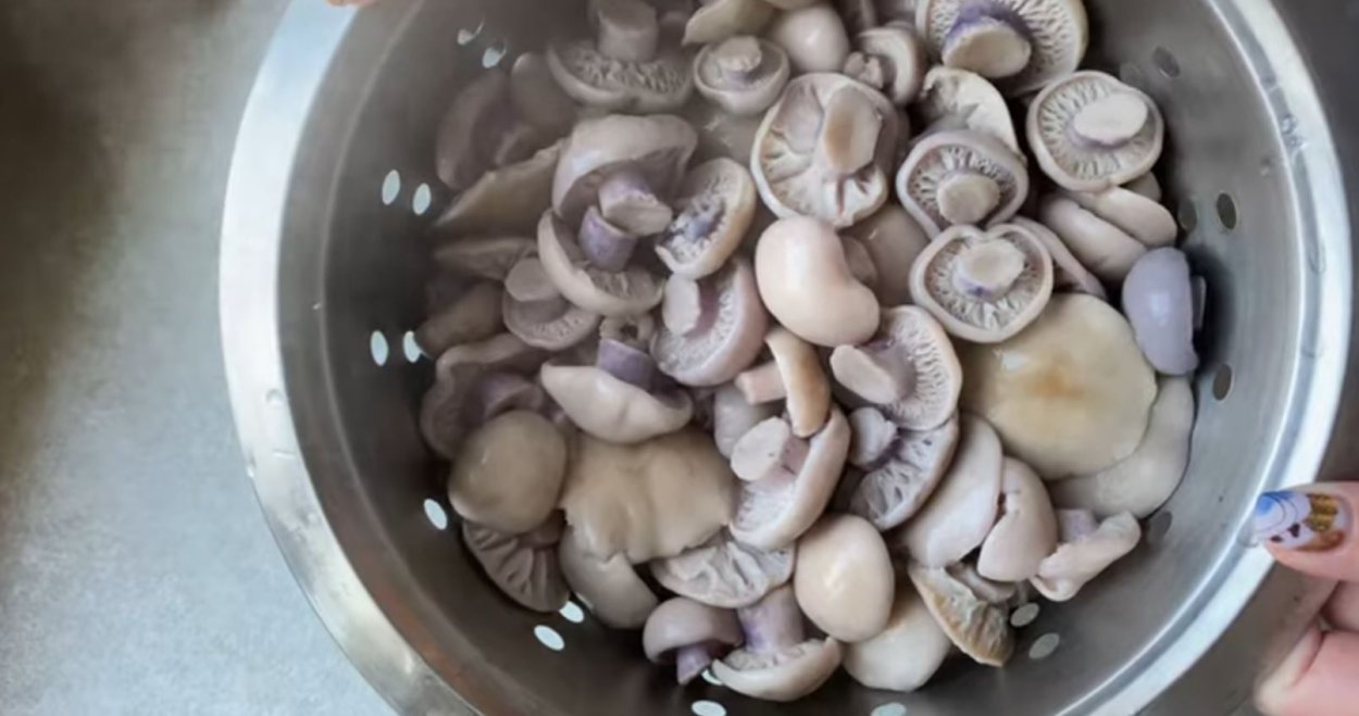 Синеножка гриб