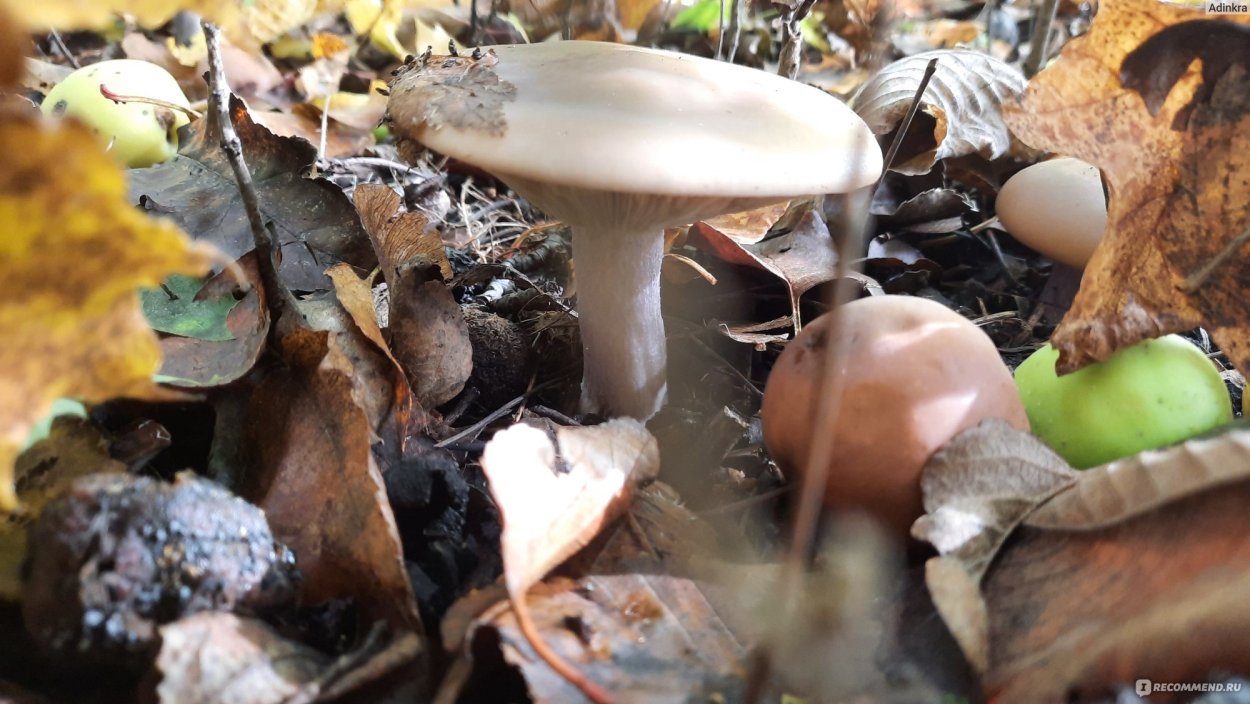 Гриб рядовка синеножка