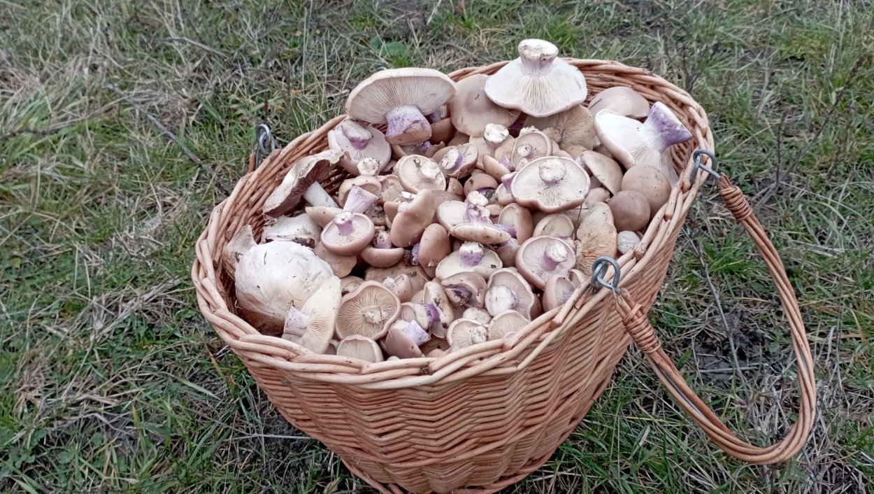 Грибы шампиньоны и синяя ножка