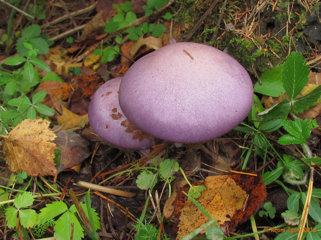 Леписта лиловоногая