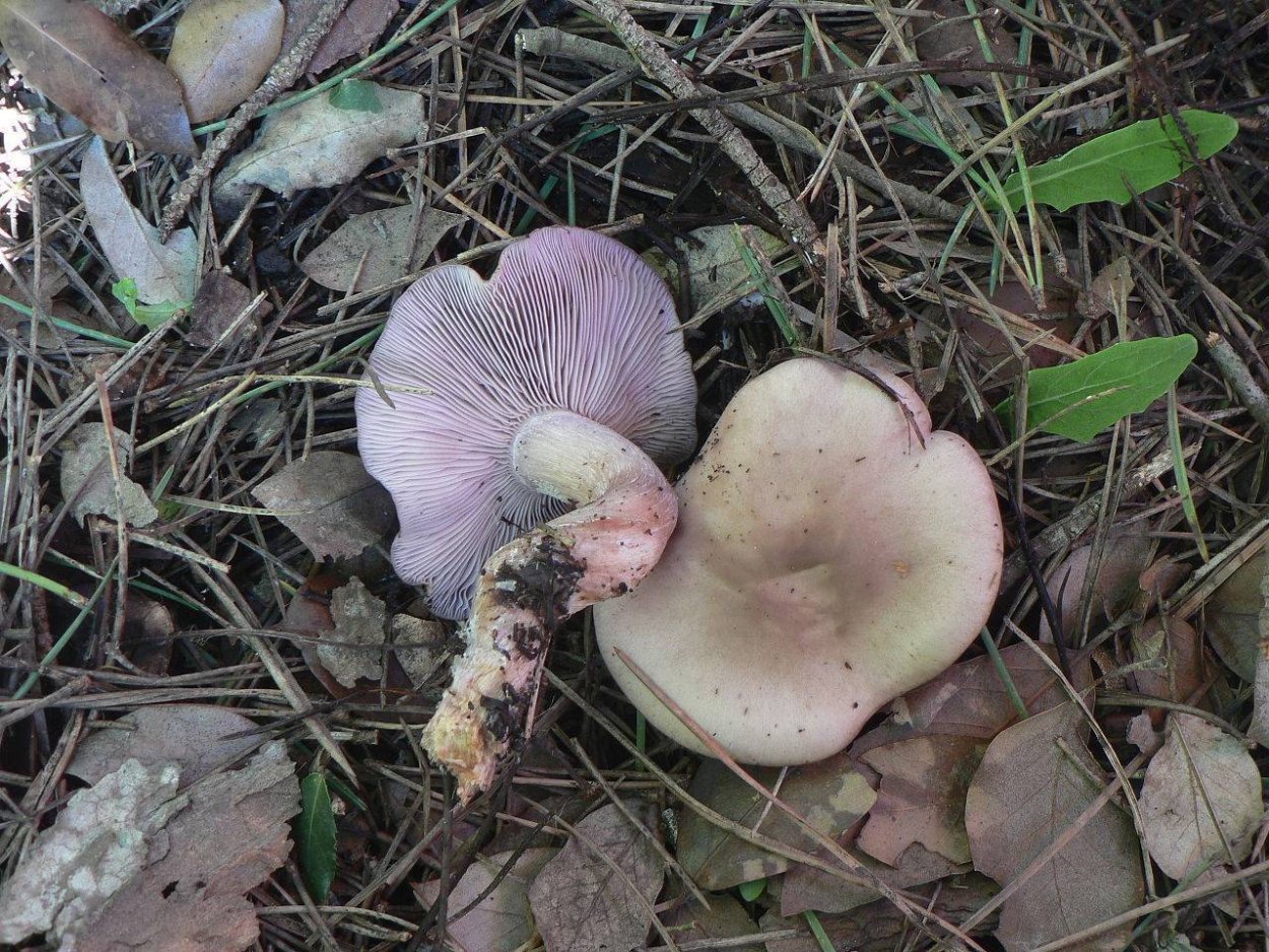 Энтолома бледно-коричневая