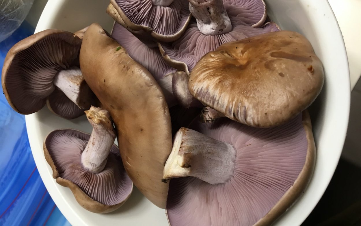 Грибы Донбасса синеножка