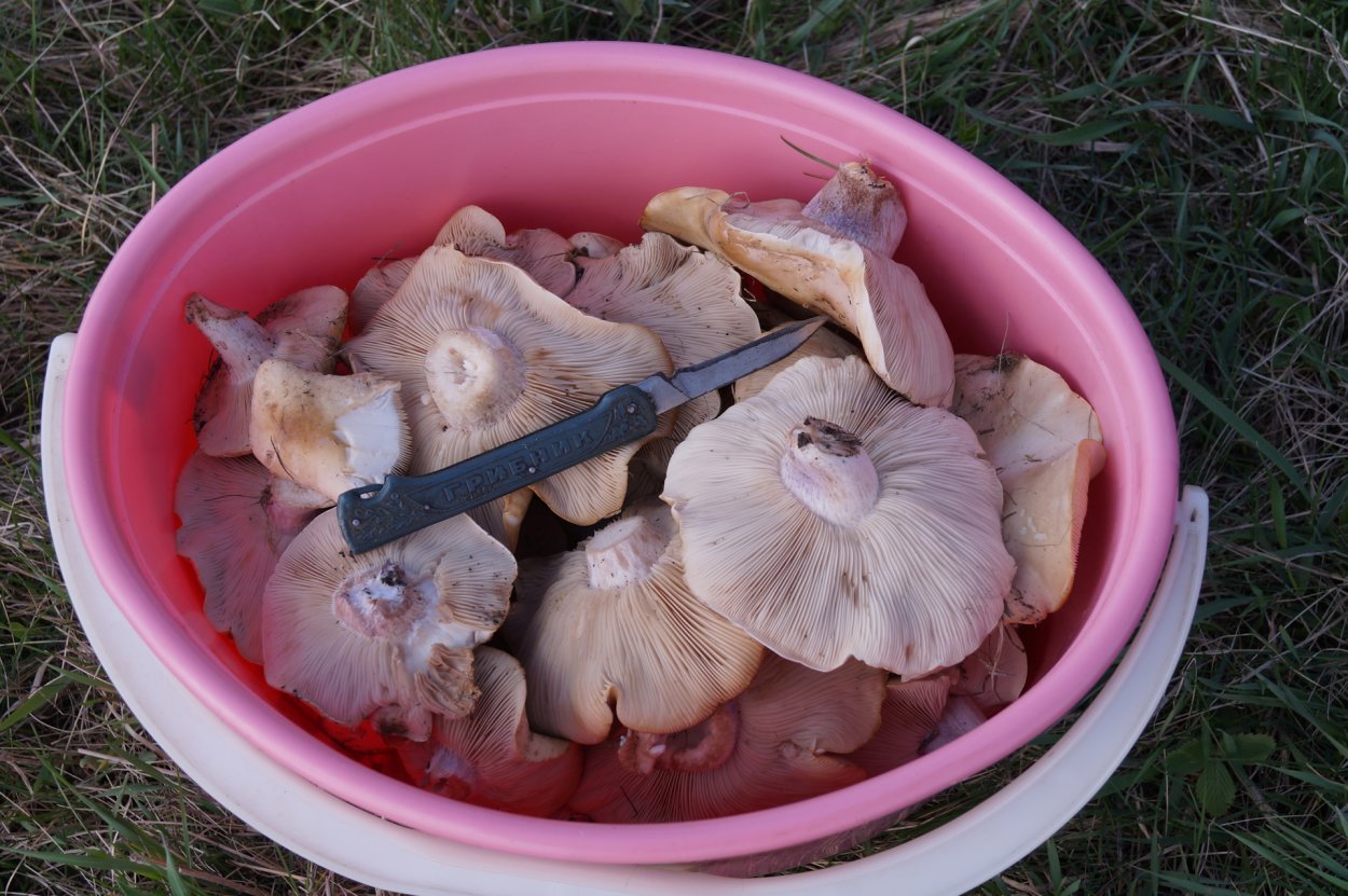 Рядовка синеножка