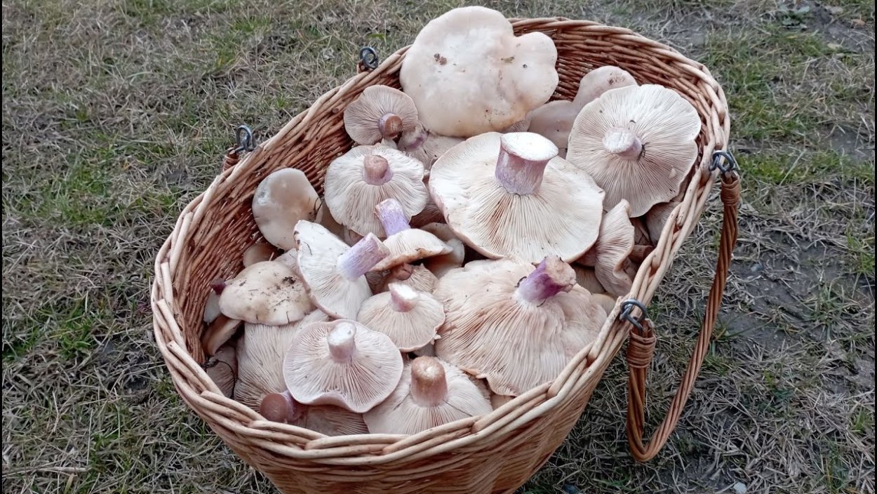 Среднеазиатские шампиньоны