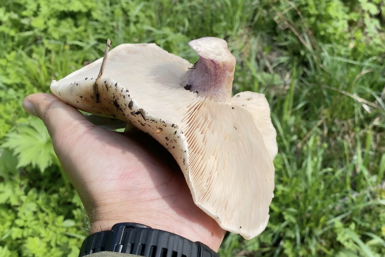 Синеножка гриб в Подмосковье