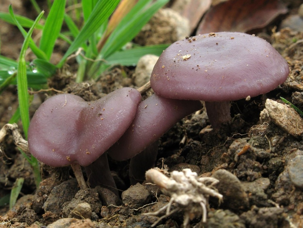 Грибы синеножки Ставропольский край