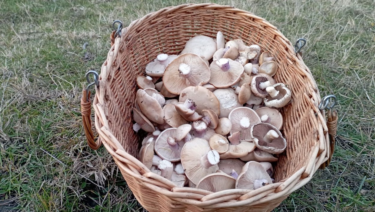 Рядовки синюхи