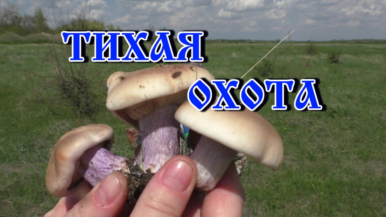 Леписта рядовка лиловоногая