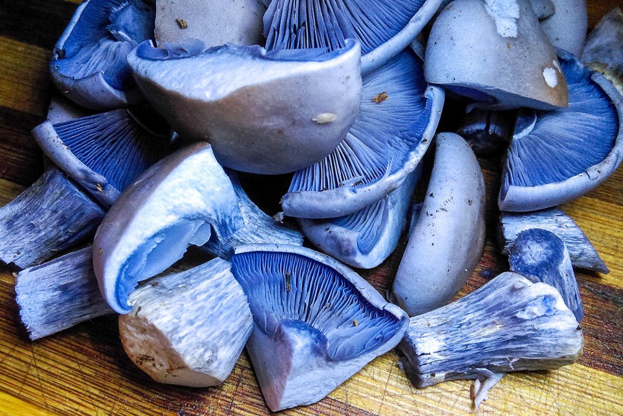 Съедобные грибы Азербайджана