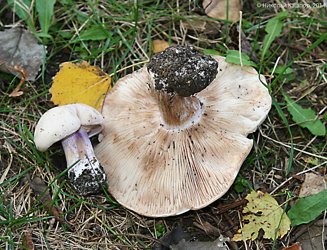 Гриб Белянка синеножка