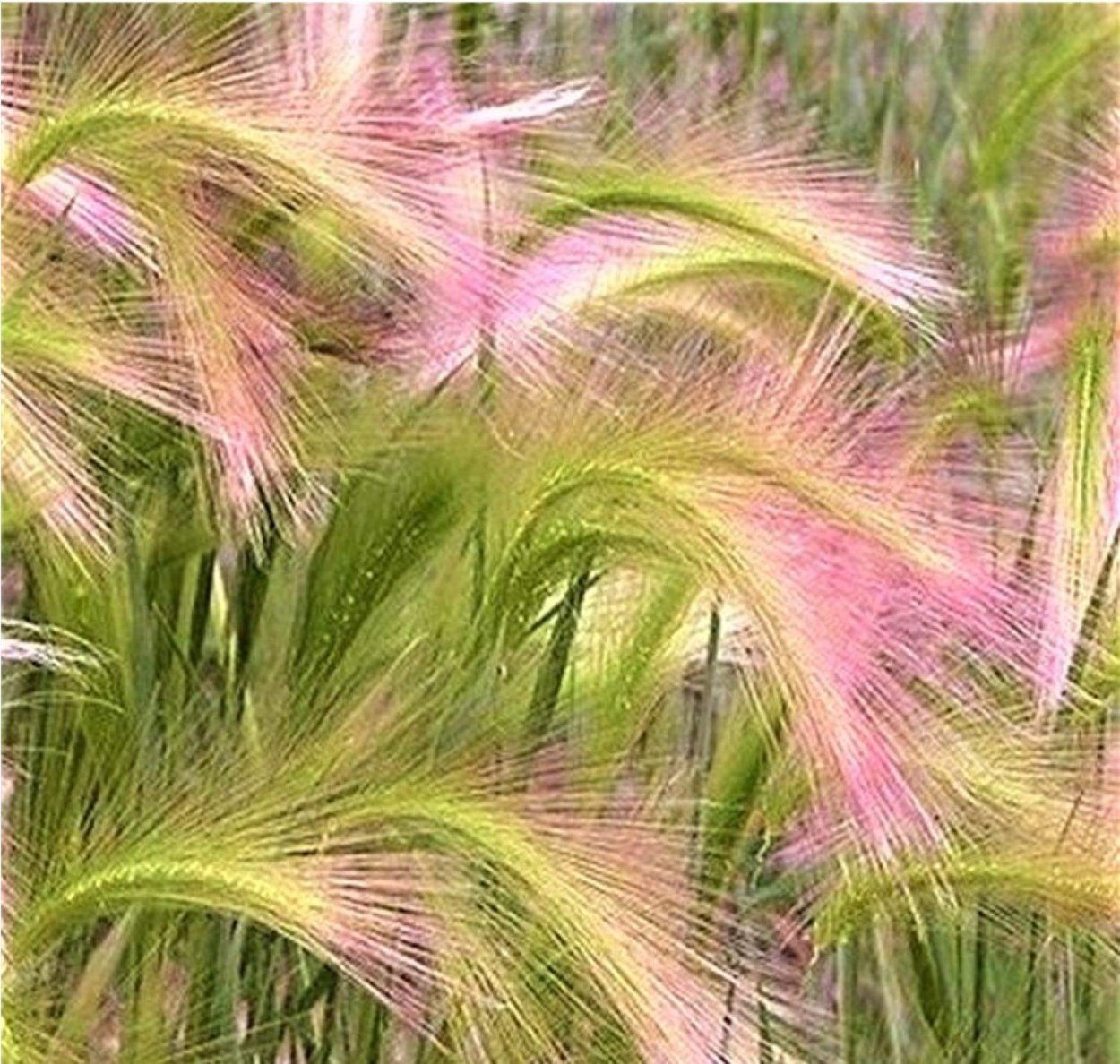 Ковыль тончайший (Stipa tenuissima) "Angel hair"