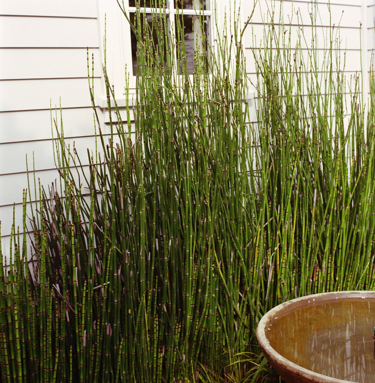 Конский хвост лечебная трава показать на картинке