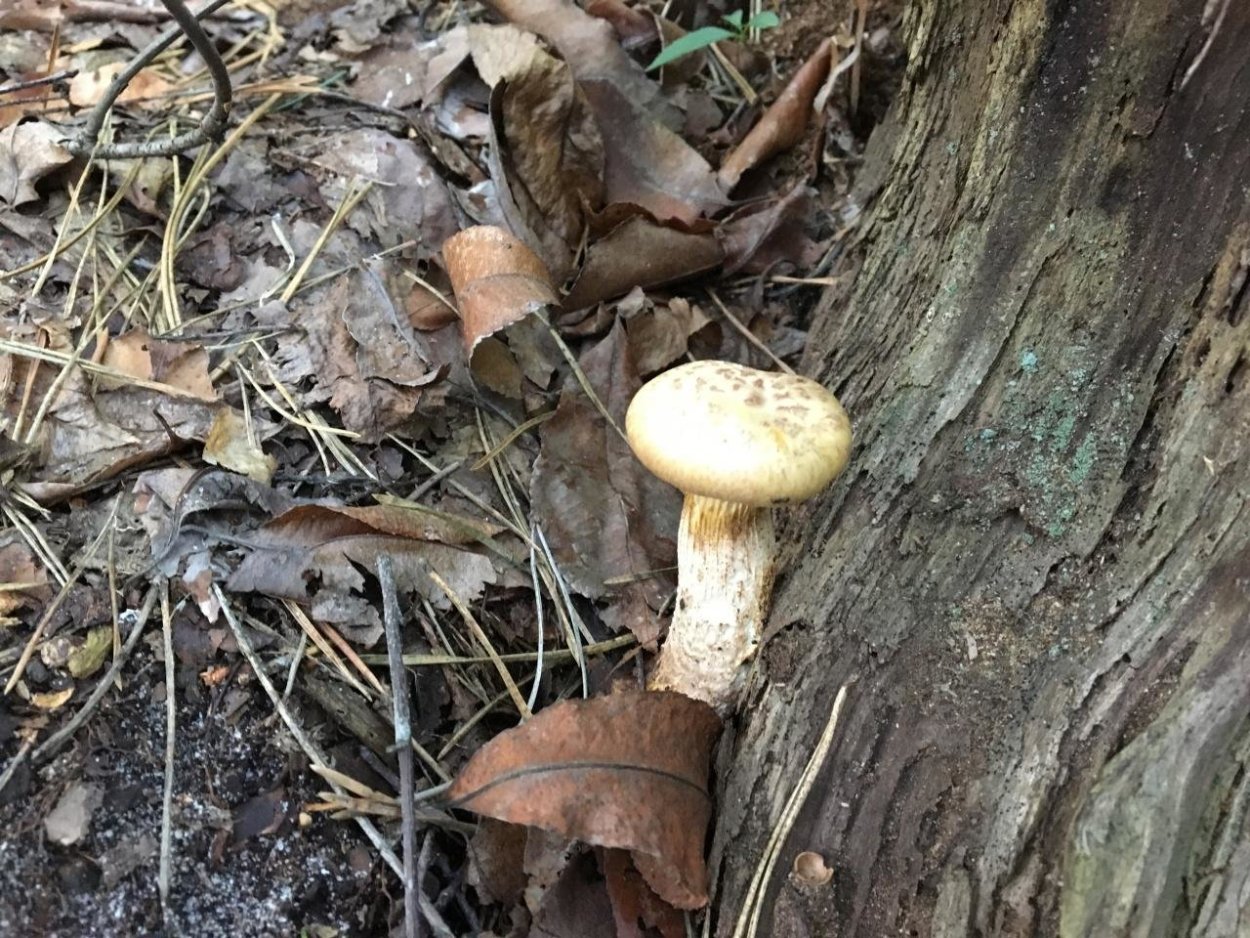 Шпальный гриб Lentinus lepideus