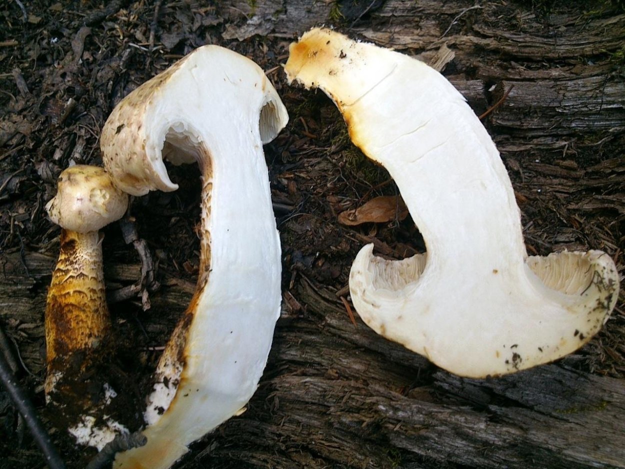 Гриб шпальник