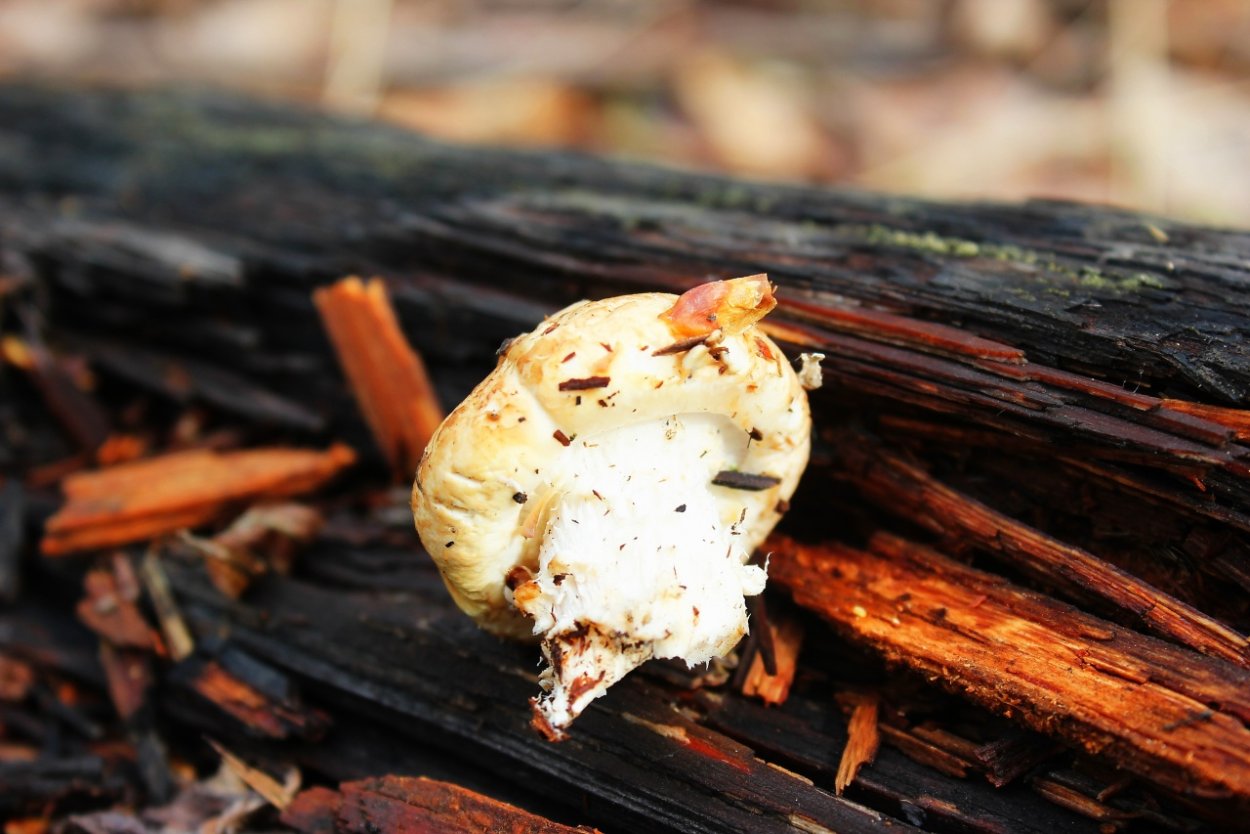 Пилолистник чешуйчатый