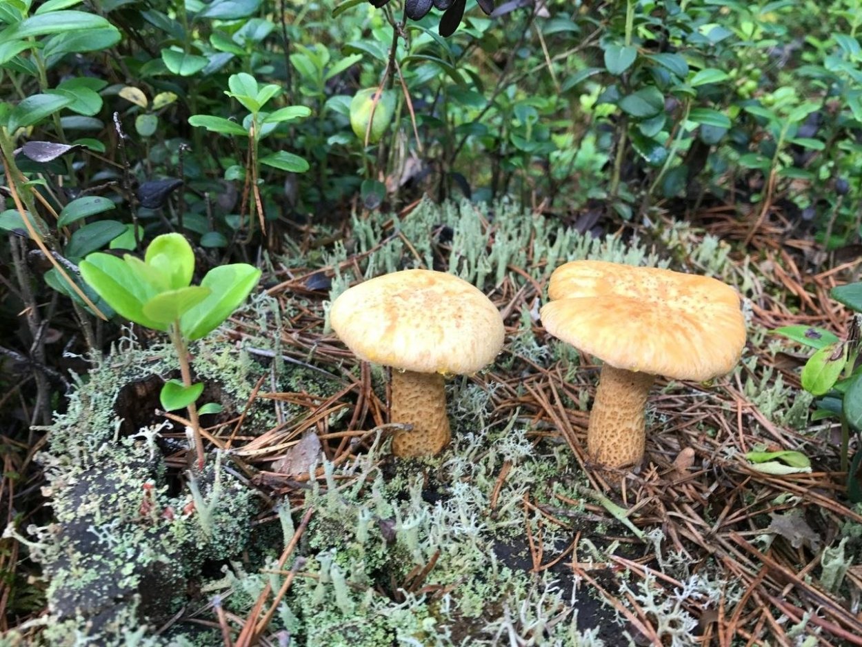 Шпальный гриб