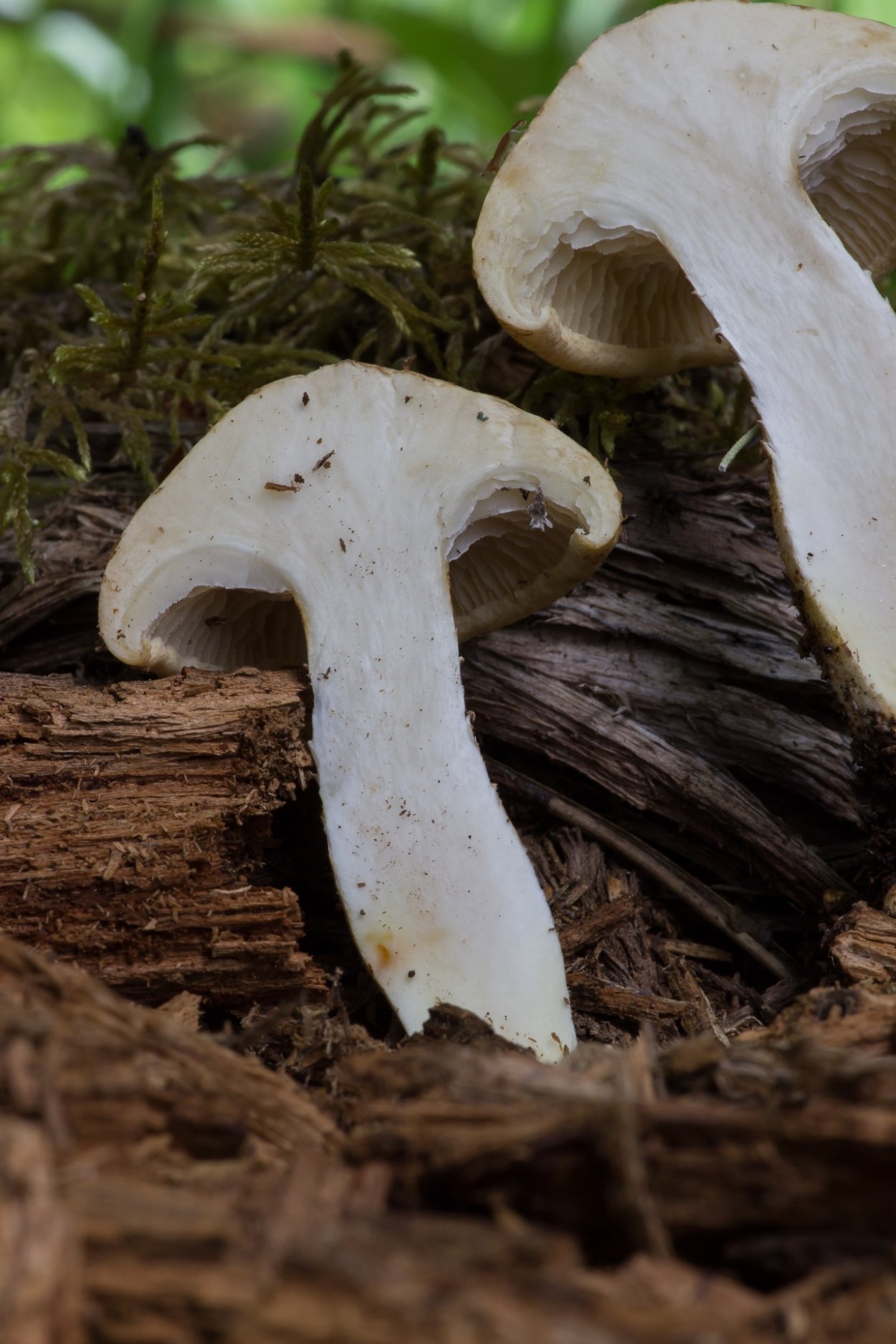 Шпальный гриб Пилолистник чешуйчатый