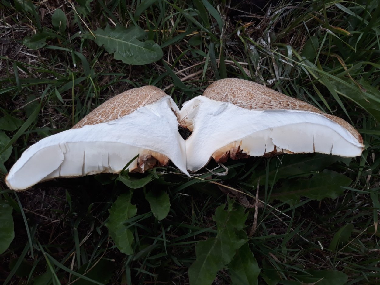 Neolentinus cyathiformis