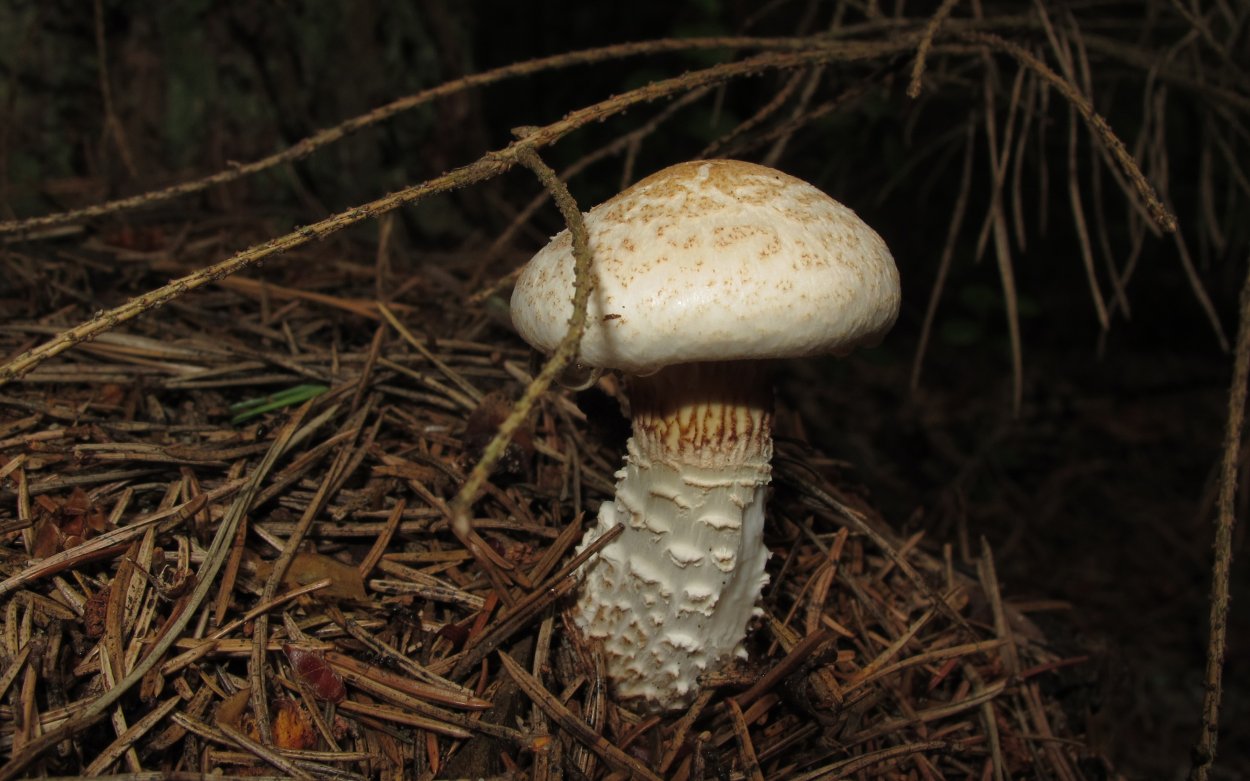 Шпальный гриб Lentinus lepideus