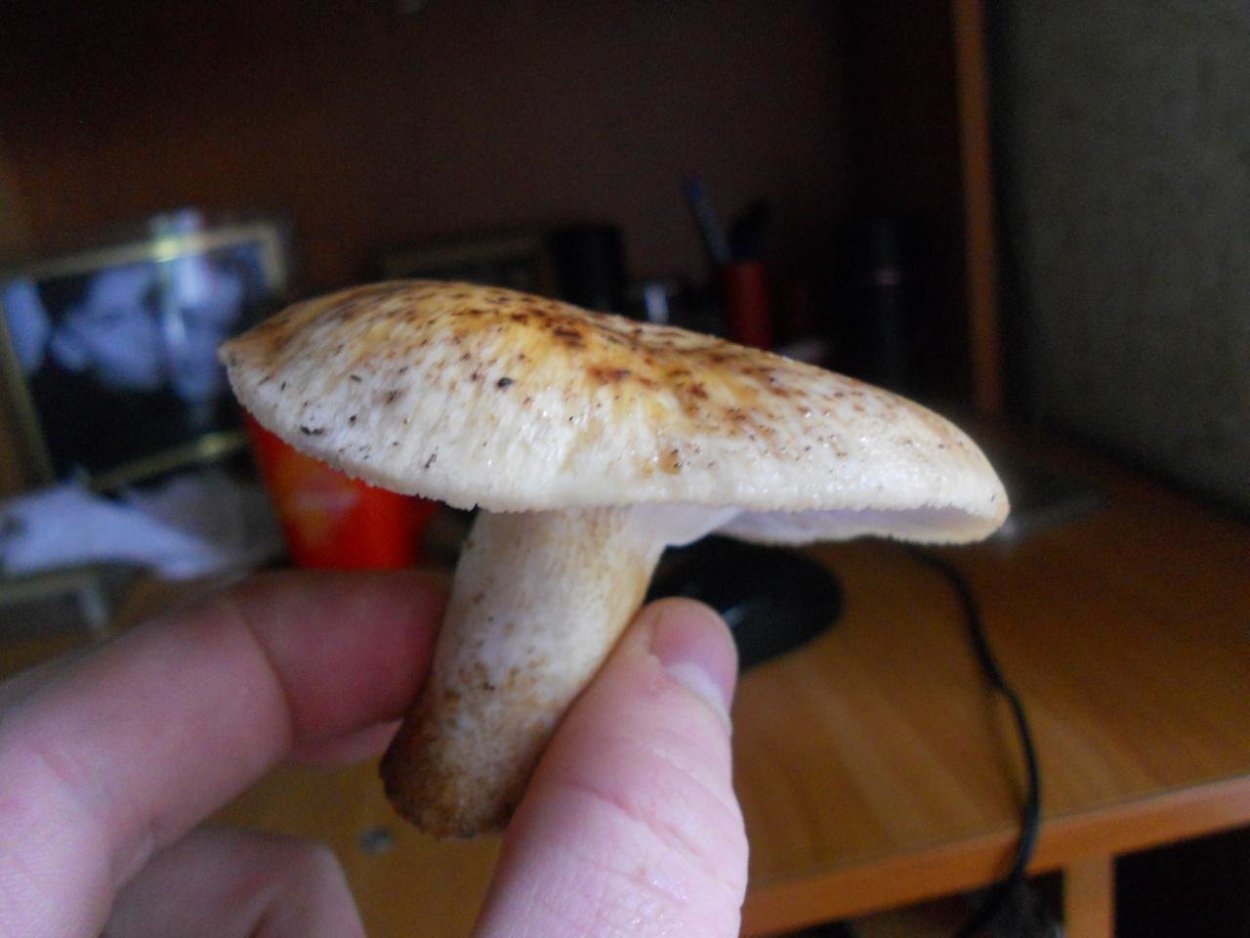 Грибы в Молдавии