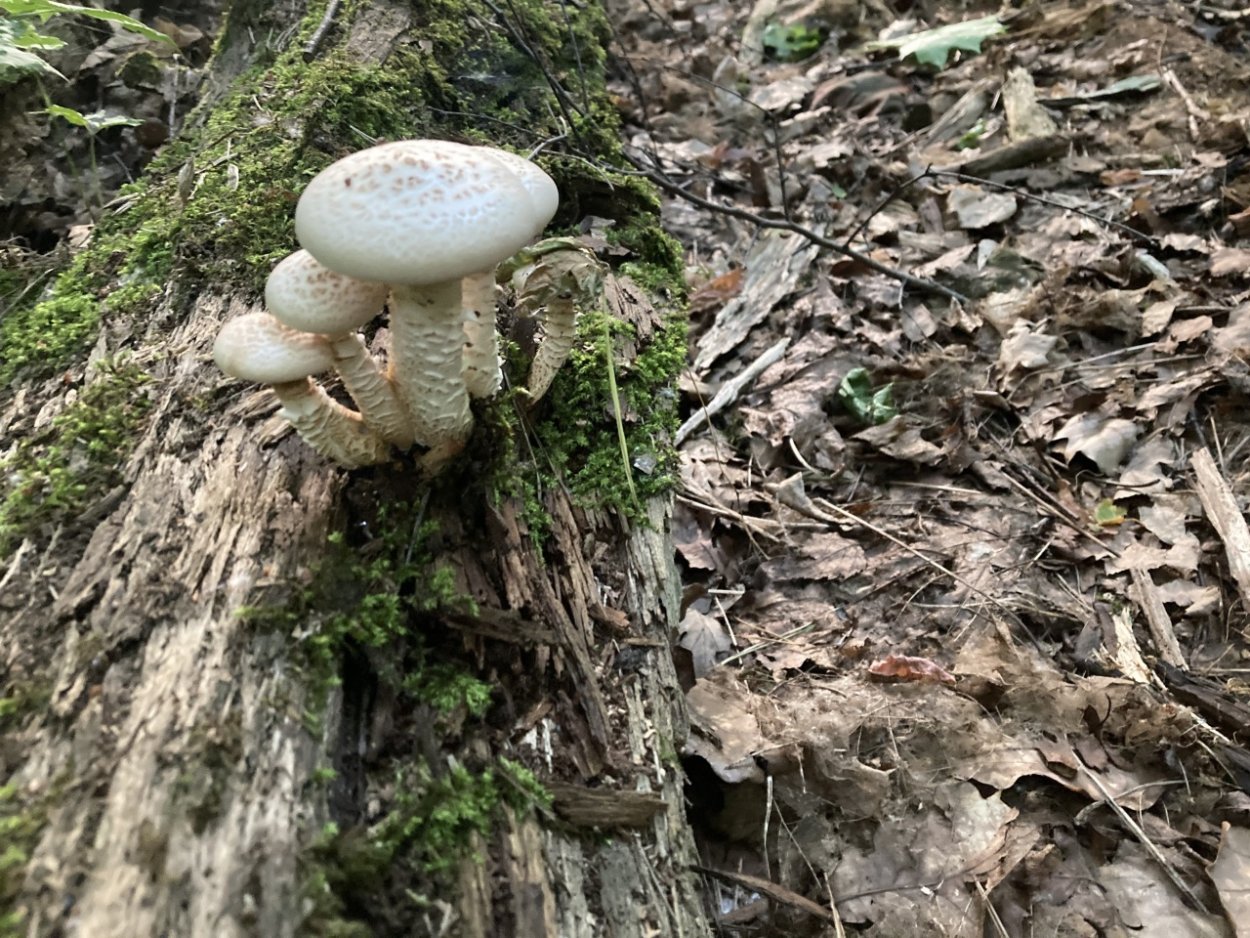Пилолистник чешуйчатый, или шпальный гриб