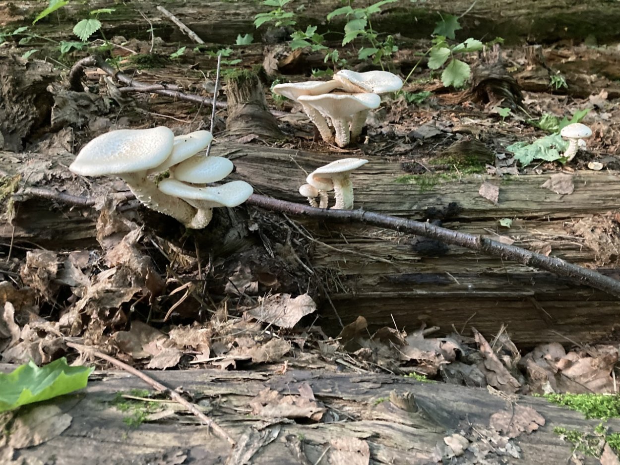 Соломенные грибы купить