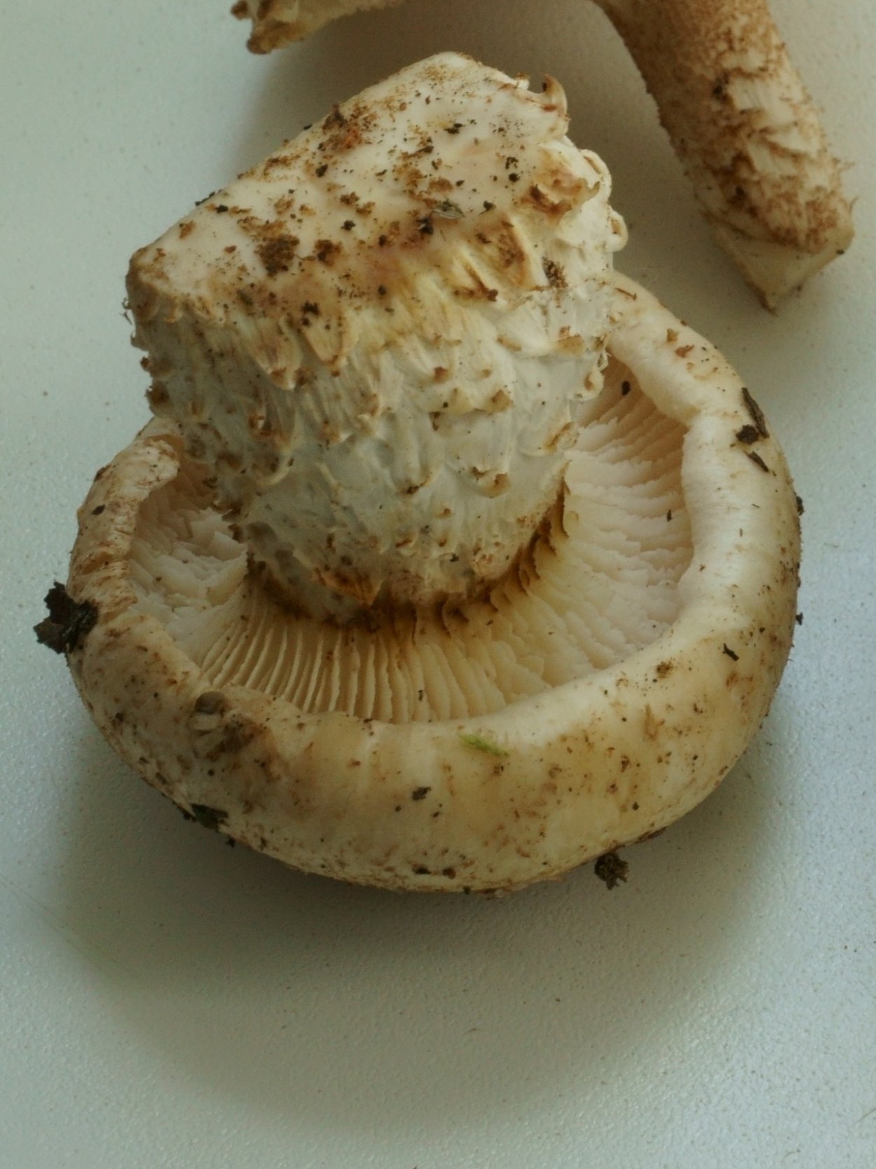 Пилолистник чешуйчатый