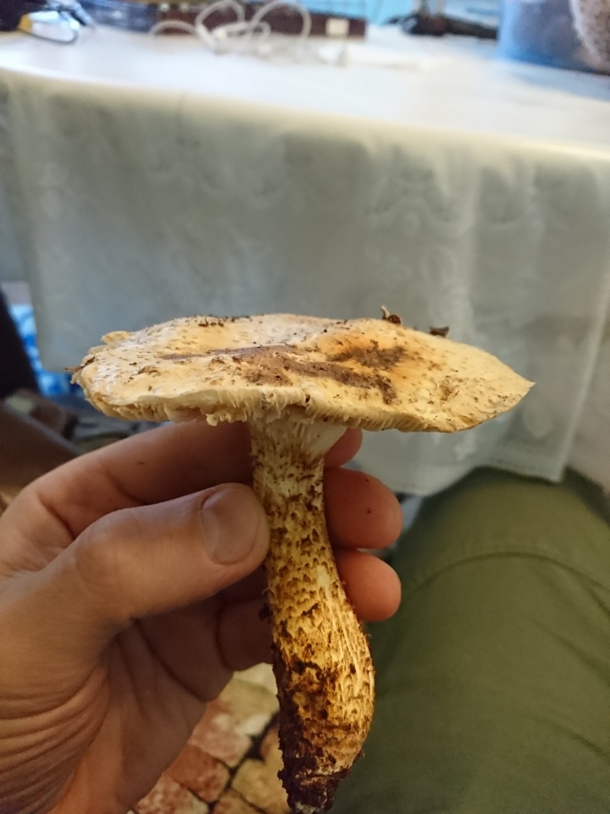 Шампиньон чешуйчатый гриб