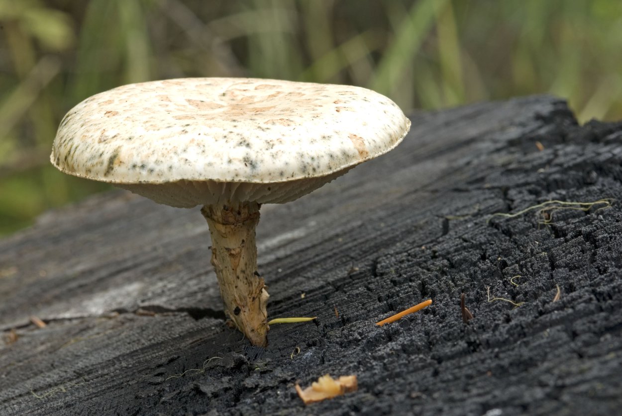 Грибы шпальники съедобные