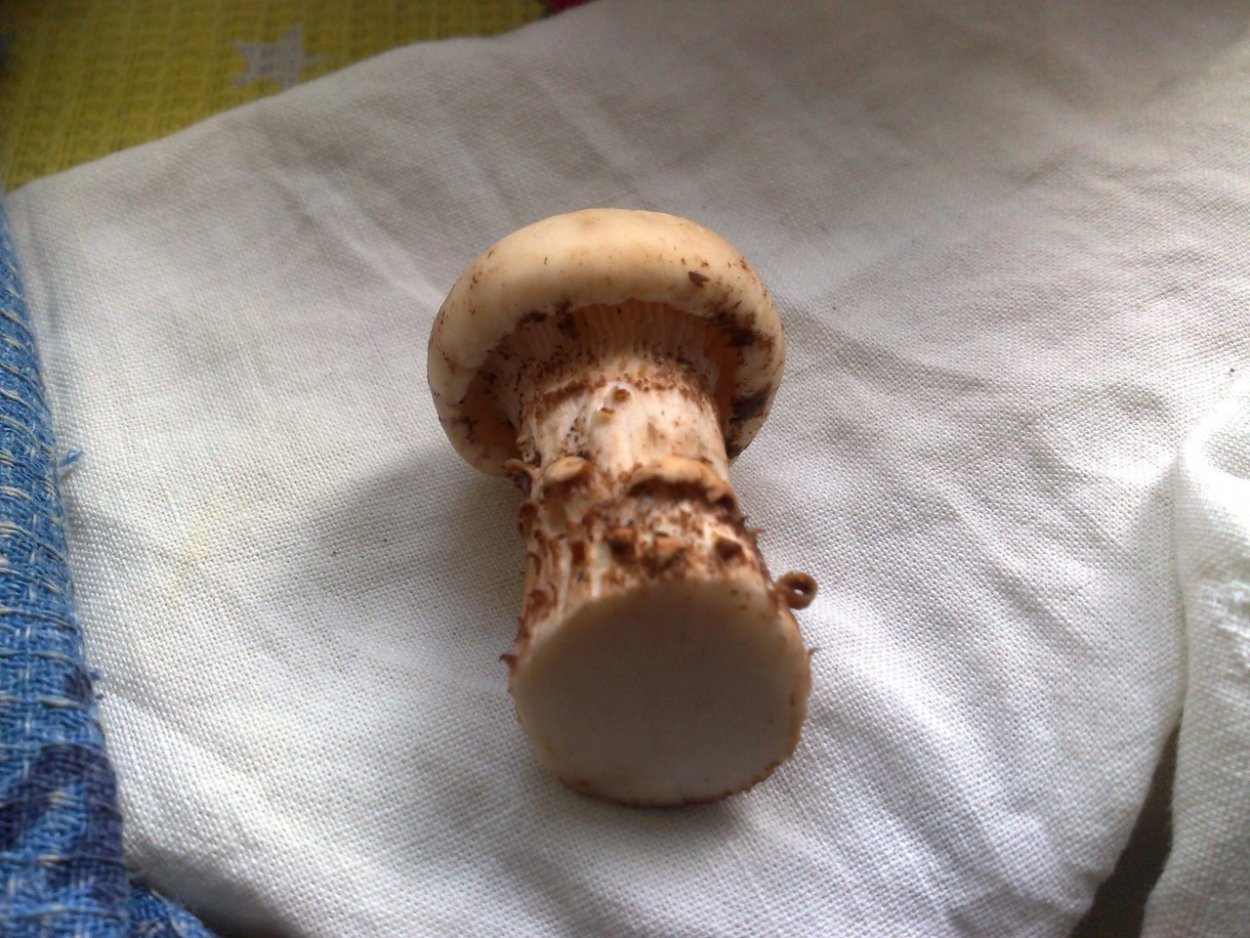 Шпальный гриб Пилолистник чешуйчатый